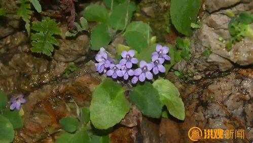 揭秘苦苣种植技术：高效益的绿色农业新宠