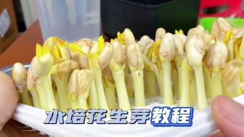 《自然生长，无限可能——揭秘水培花生芽种植技术新篇章》
