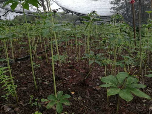 揭秘重楼种植奥秘：视频教程助您轻松掌握重楼种植技术