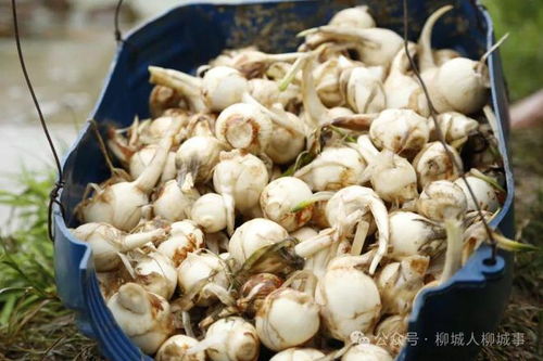 揭秘茨菇种植技术：如何打造高效益的绿色农业？