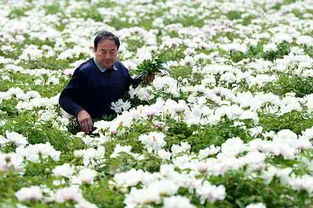 《揭秘油用牡丹种植秘籍：效益惊人，您了解多少？》
