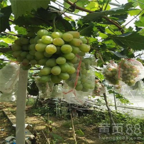 巨玫瑰葡萄种植技术揭秘：如何打造高品质葡萄园？