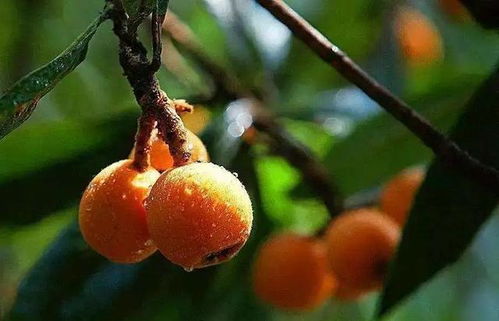 盆栽枇杷树种植攻略：如何在家打造一株“金果”？