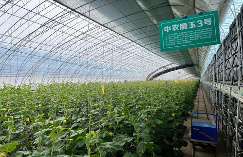 《智慧农业助力蔬菜种植升级：揭秘现代蔬菜栽培关键技术》