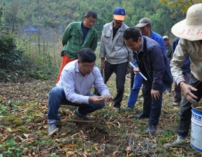 《黄精种植地理分布与关键技术解析：揭秘古老药材的现代种植奥秘》