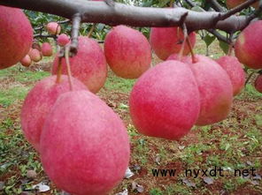 红梨种植技术揭秘：如何打造高品质红梨产业？