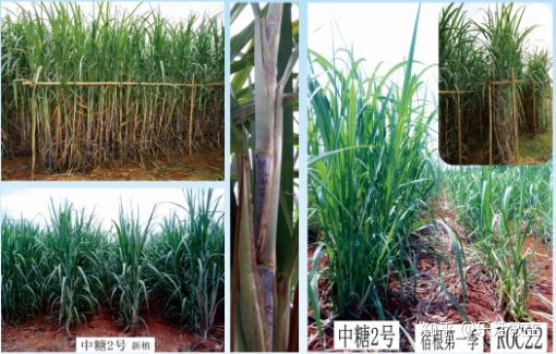 《揭秘甘蔗种植秘籍：高效技术助力丰收，您准备好了吗？》