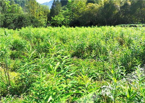 《黄精种植：揭秘高效栽培技术及核心产区分布》