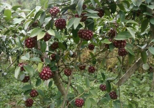 黑老虎种植攻略：揭秘高效益的种植技术