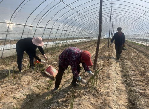 揭秘芦笋种植技术：如何打造绿色财富？