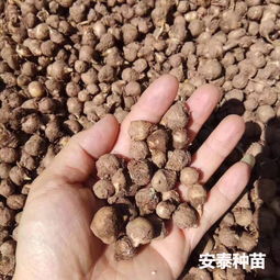 《旱半夏高产种植技术揭秘：如何实现亩产千斤？》
