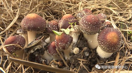 探秘赤松茸栽培：揭秘高效种植技术，打造健康绿色农产品