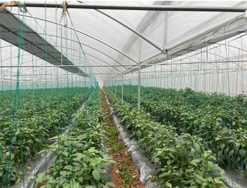 《螺丝辣椒：揭秘高效种植技术，开启致富新篇章》