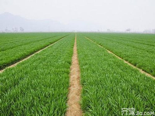 小麦种植技术升级：揭秘如何提高产量与品质