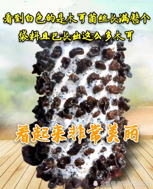 《揭秘木耳种植新篇章：高效技术引领绿色农业新潮流》