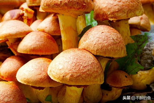 揭秘高效蘑菇种植技术：视频教程助您轻松入门