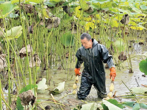 莲藕种植技术大全：揭秘高效益的秘密武器