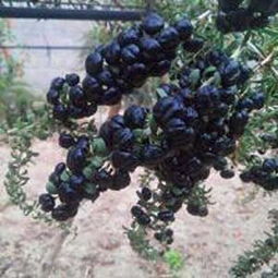 揭秘黑枸杞种植：绿色黄金的培育之道