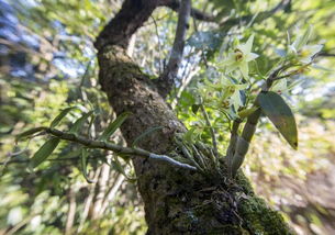 鼓槌石斛种植攻略：揭秘珍稀植物的“黄金”培育之道