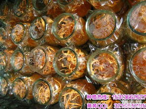 蛹虫草种植技术揭秘：如何打造高效益的“虫草王国”