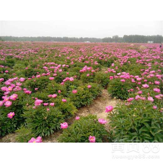 芍药盆栽种植：园艺爱好者的绿色秘籍