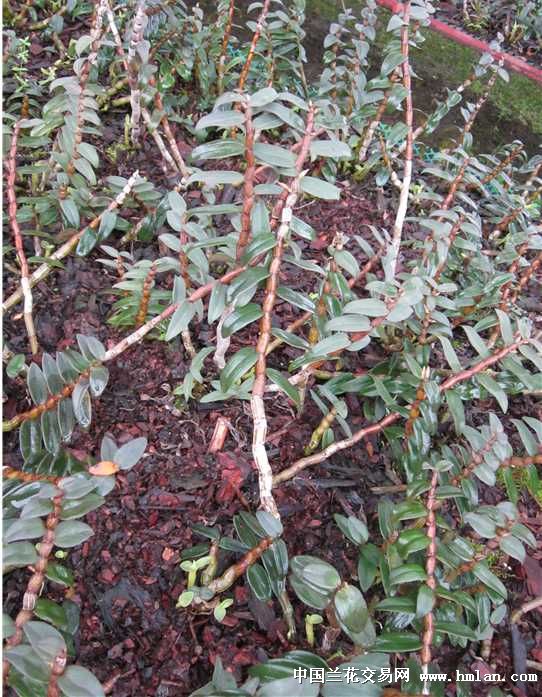 《揭秘仿野生石斛种植技术：如何培育出天然品质的石斛之宝？》