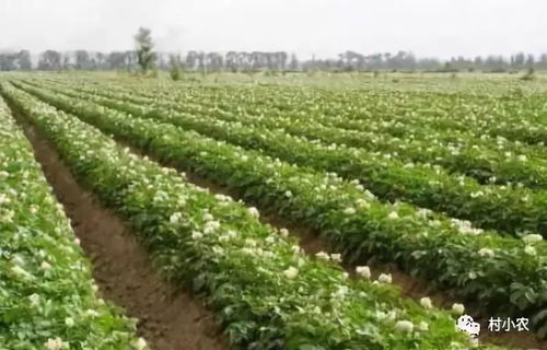《马铃薯种植新篇章：揭秘高效种植技术，助力丰收》