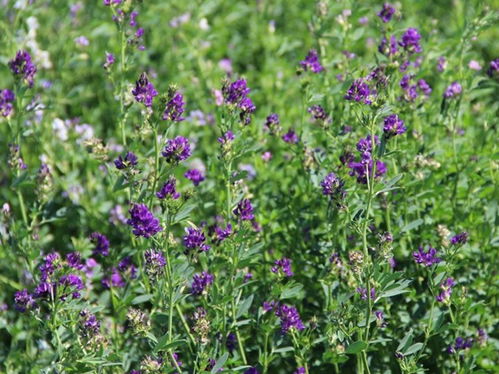 《紫花苜蓿种植新篇章：揭秘高效种植技术之道》