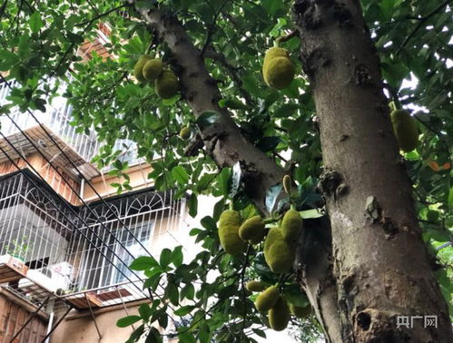 《菠萝蜜树种植：揭秘热带果树种植新篇章》