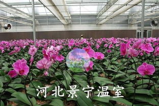 冬季大棚豆角种植技术揭秘：如何实现高产高效？