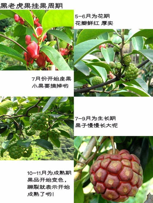 黑老虎种植技术揭秘：如何培育出高品质的“野生金果”？