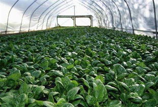 《南星种植技术革新：揭秘高效高产的秘密武器》