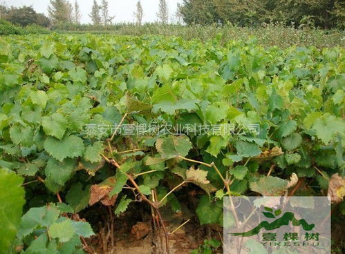 《揭秘马奶葡萄种植秘籍：如何打造高品质果实？》