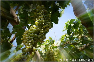 揭秘提子种植技术：如何让甜蜜果实挂满枝头？