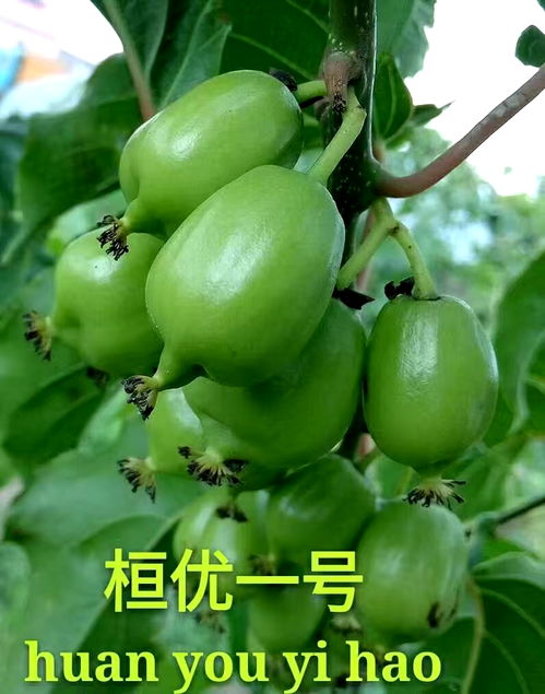 软枣猕猴桃种植新篇章：揭秘高效管理技术