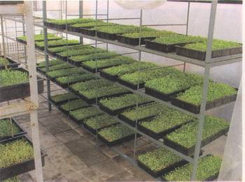 家庭无土栽培芽苗菜，开启绿色健康生活新篇章