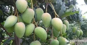 《芒果种植：揭秘高效种植技术，助您实现丰收梦想》