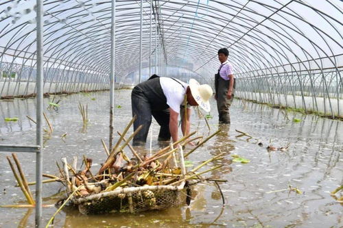 揭秘大棚种植莲藕的奥秘：如何实现高效益与绿色环保？