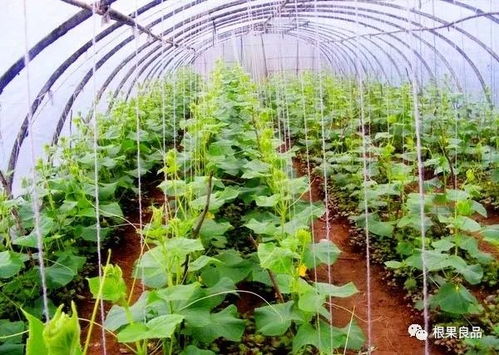 蔬菜种植新篇章：揭秘高效生态种植技术