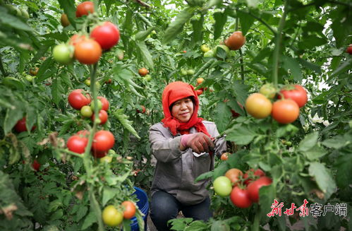 大棚西红柿种植与管理：揭秘高效益的秘密武器
