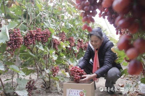 揭秘冰美人葡萄种植秘籍：如何培育出高品质的“冰晶之果”