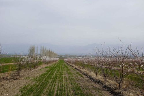 桃树种植新革命：揭秘智能农业助力高效生产