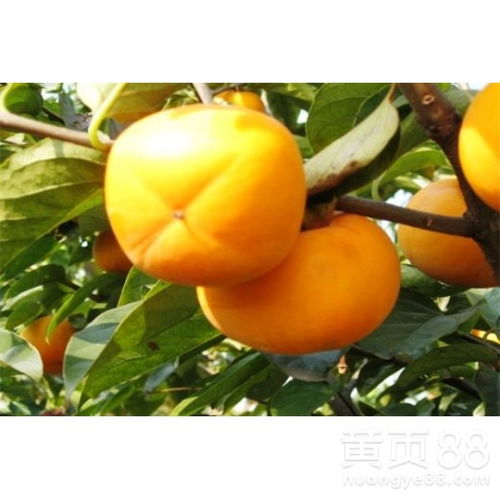 柿子种植新篇章：揭秘高效益的栽培技术