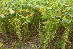 《揭秘大豆高产密码：前沿种植技术助力增产新纪元》