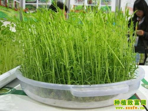 芽苗菜种植新趋势：揭秘高效益的绿色农业革命