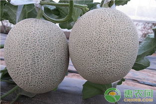 早春大棚甜瓜种植攻略：揭秘高效产量的秘密