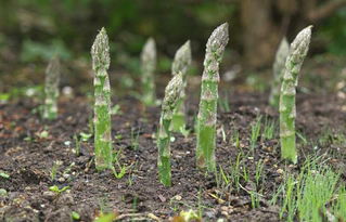 《芦笋种植新篇章：揭秘高效栽培技术之道》