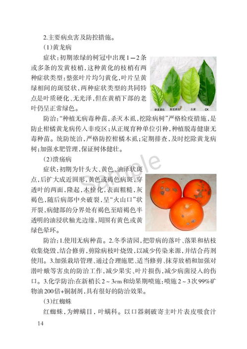 《沃柑全年种植技术管理指南：如何提高产量与品质？》