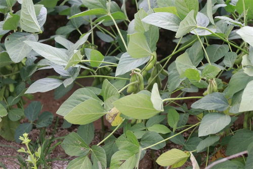 毛豆种植技术揭秘：如何打造高产优质毛豆田？