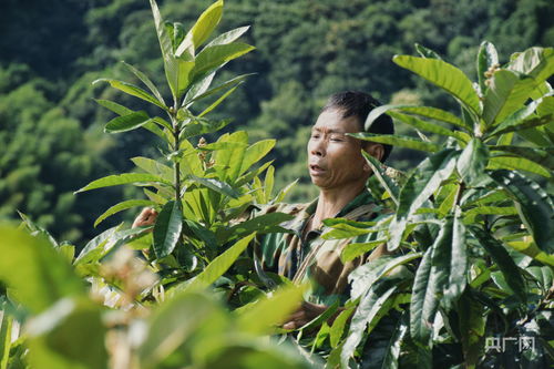 枇杷树种植技术揭秘：如何培育出金黄满枝的果实？